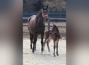 Trakehner, Jument, 8 Ans, 167 cm, Bai