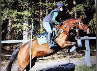 Trakehner, Jument, 8 Ans, 169 cm, Bai