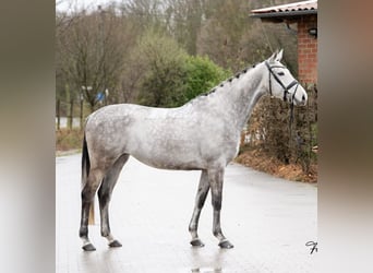 Trakehner, Jument, 8 Ans, Gris