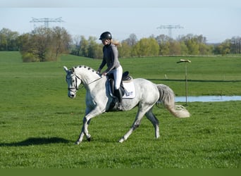 Trakehner, Jument, 9 Ans, 164 cm, Gris