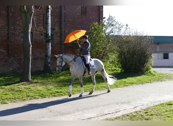 Trakehner, Jument, 9 Ans, 164 cm, Gris