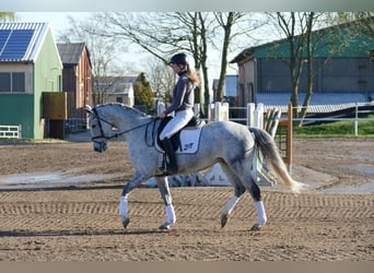 Trakehner, Jument, 9 Ans, 164 cm, Gris