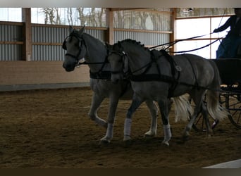 Trakehner, Jument, 9 Ans, 164 cm, Gris