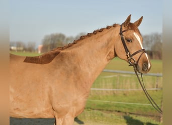 Trakehner, Jument, 9 Ans, 165 cm, Alezan