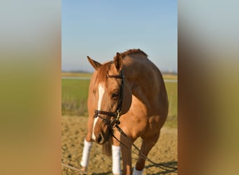 Trakehner, Jument, 9 Ans, 165 cm, Alezan