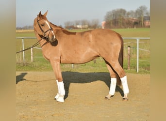 Trakehner, Jument, 9 Ans, 165 cm, Alezan