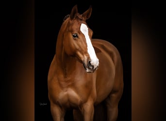 Trakehner, Jument, 9 Ans, 167 cm, Alezan