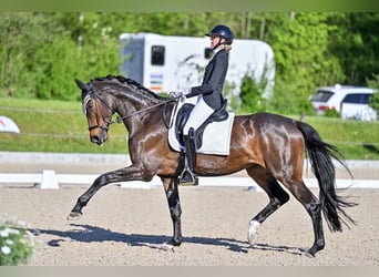 Trakehner, Jument, 9 Ans, 168 cm, Bai brun