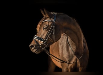 Trakehner, Jument, 9 Ans, 172 cm, Bai brun