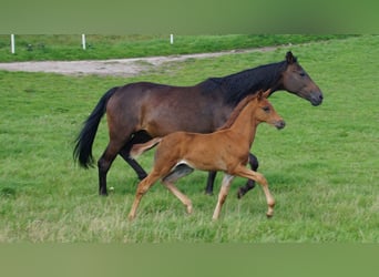 Trakehner, Jument, 9 Ans, Bai brun