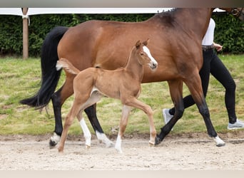 Trakehner, Jument, Poulain (06/2026), 120 cm, Alezan