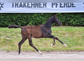 Trakehner, Jument, Poulain (02/2026), 125 cm, Noir