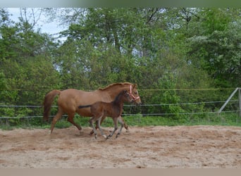 Trakehner, Jument, Poulain (04/2024), 164 cm, Bai