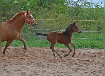 Trakehner, Jument, Poulain (04/2024), 164 cm, Bai