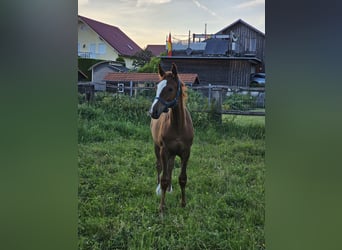 Trakehner, Jument, Poulain (03/2024), 165 cm, Alezan brûlé