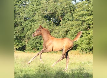 Trakehner, Jument, Poulain (05/2024), 165 cm, Alezan brûlé