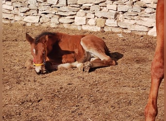 Trakehner, Jument, , 165 cm, Bai