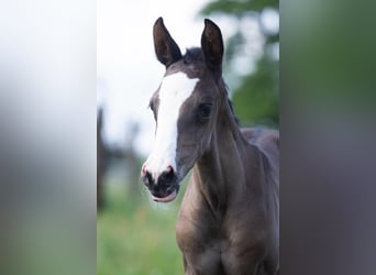 Trakehner, Jument, Poulain (05/2024), 166 cm, Noir