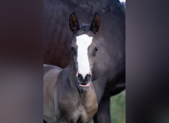 Trakehner, Jument, Poulain (05/2024), 166 cm, Noir