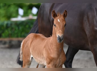 Trakehner, Jument, Poulain (05/2024), 168 cm, Alezan