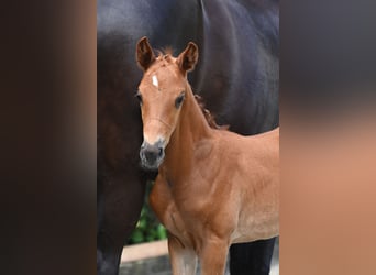 Trakehner, Jument, Poulain (05/2024), 168 cm, Alezan