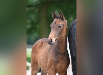 Trakehner, Jument, Poulain (05/2024), 168 cm, Bai brun