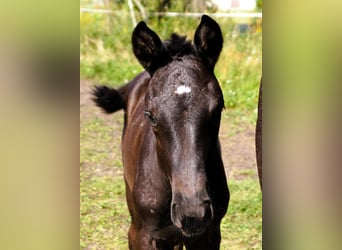 Trakehner, Jument, Poulain (05/2024), 168 cm, Noir