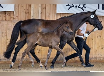 Trakehner, Jument, Poulain (06/2024), 168 cm, Noir