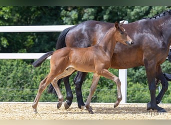 Trakehner, Jument, Poulain (05/2024), 169 cm, Bai brun