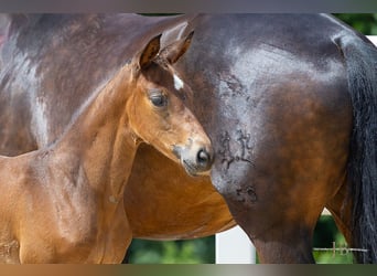 Trakehner, Jument, Poulain (05/2024), 169 cm, Bai brun