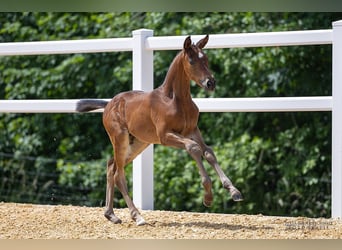 Trakehner, Jument, Poulain (05/2024), 169 cm, Bai brun