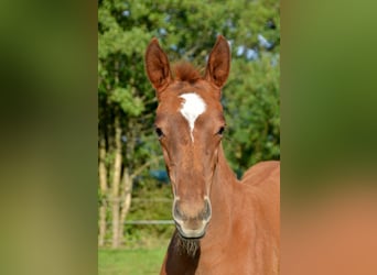 Trakehner, Jument, Poulain (05/2024), 170 cm, Alezan brûlé