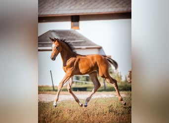 Trakehner, Jument, Poulain (05/2024), 170 cm, Bai