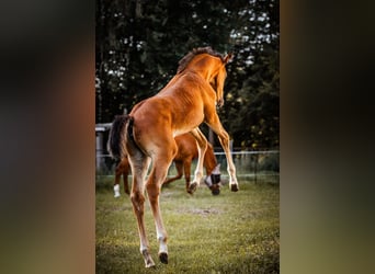 Trakehner, Jument, Poulain (05/2024), 170 cm, Bai