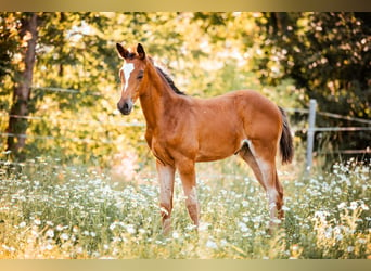 Trakehner, Jument, Poulain (05/2024), 170 cm, Bai