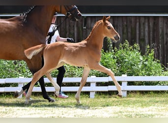 Trakehner, Jument, Poulain (05/2026), Alezan