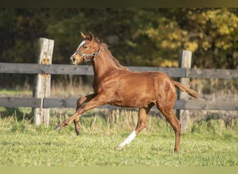 Trakehner, Jument, Poulain (06/2023), Alezan