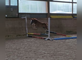 Trakehner, Jument, Poulain (03/2024), Alezan