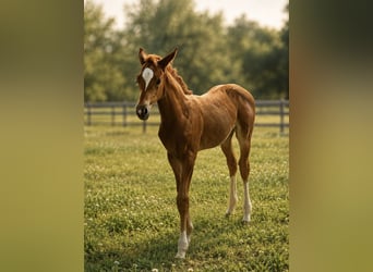 Trakehner, Jument, Poulain (06/2026), Alezan