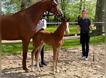 Trakehner, Jument, Poulain (04/2023), Alezan