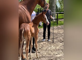Trakehner, Jument, Poulain (04/2023), Alezan