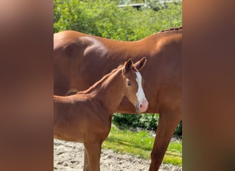 Trakehner, Jument, Poulain (04/2023), Alezan