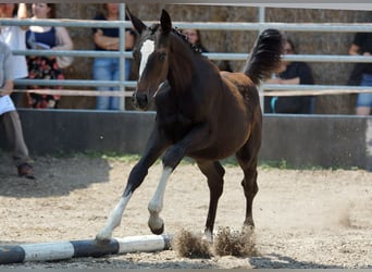 Trakehner, Jument, Poulain (03/2026), Bai brun