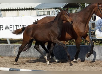 Trakehner, Jument, Poulain (04/2025), Bai brun