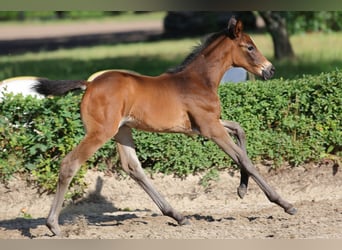 Trakehner, Jument, Poulain (06/2026), Bai brun