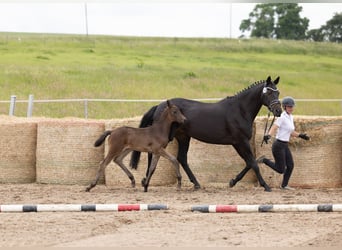 Trakehner, Jument, Poulain (04/2026), Bai brun