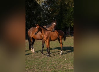 Trakehner, Jument, Poulain (04/2026), Bai brun