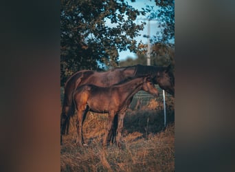 Trakehner, Jument, Poulain (06/2026), Bai brun foncé