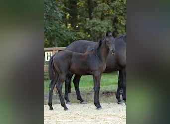 Trakehner, Jument, Poulain (05/2026), Bai brun foncé