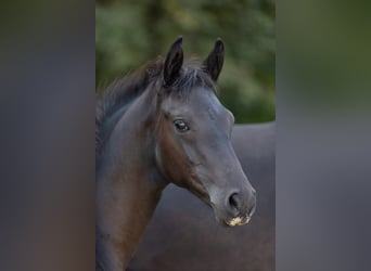 Trakehner, Jument, Poulain (05/2026), Bai brun foncé